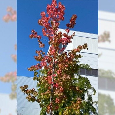 花回廊 アメリカフウ