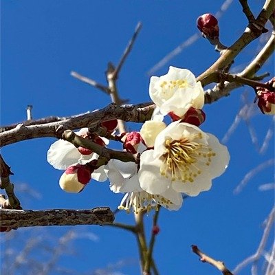 花回廊 ウメ
