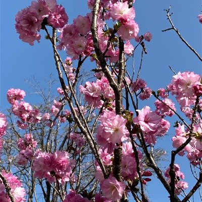 花回廊 サクラタイザンフクン