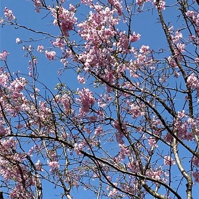 花回廊 シダレザクラ