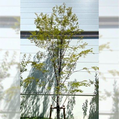 花回廊 シャラツバキ