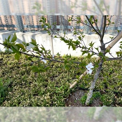 花回廊 ソメイヨシノ(しのざくら)