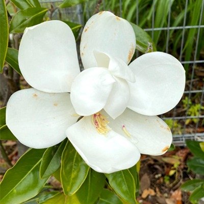 花回廊 タイサンボク