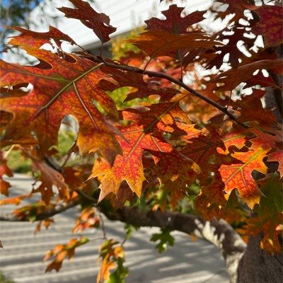 花回廊 ピンオーク