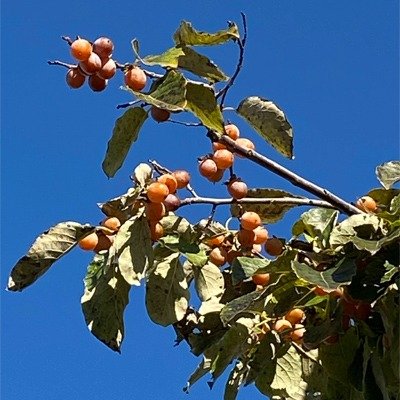 花回廊 マメガキ