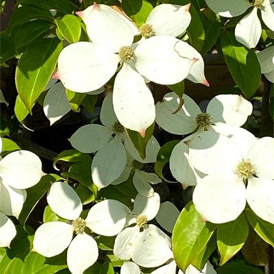 花回廊 常緑ヤマボウシ