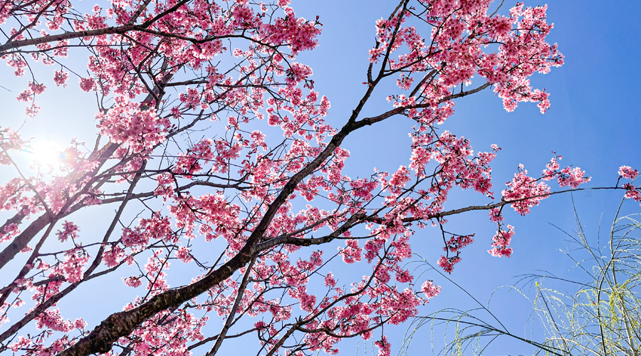 花回廊 トップ画像