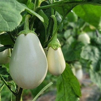 旬彩オーガニックファーム