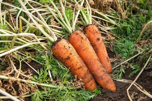 土のついた人参の写真。青々とした葉と、鮮やかな橙色が映える。