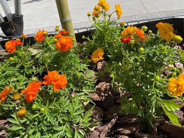 黄色・橙色の花を付けたキバナコスモス