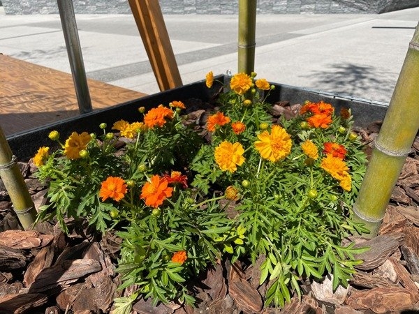 黄色・橙色の花を付けたキバナコスモス