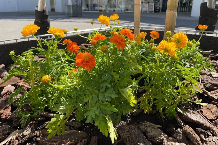 黄色・橙色の花を付けたキバナコスモス