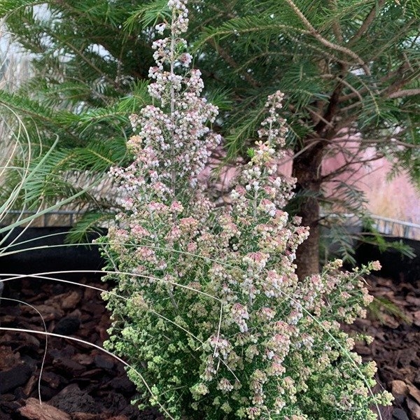 小さな白い花を付けたエリカ