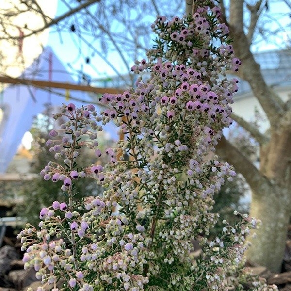 薄紫色の花を付けたエリカ