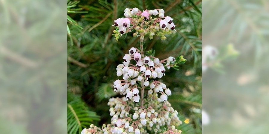 白~薄桃色の花を付けたエリカ