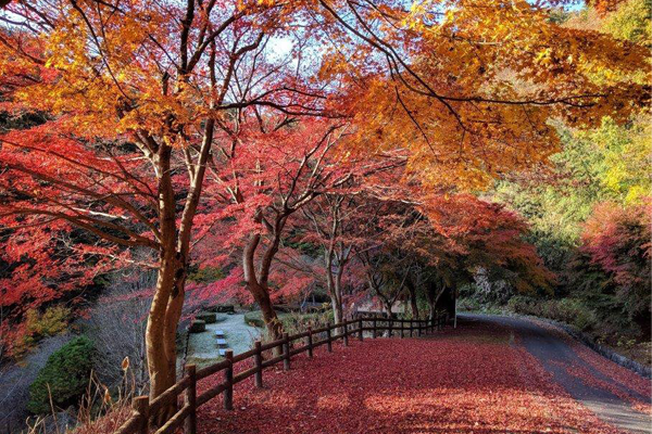 秩父ミューズパーク