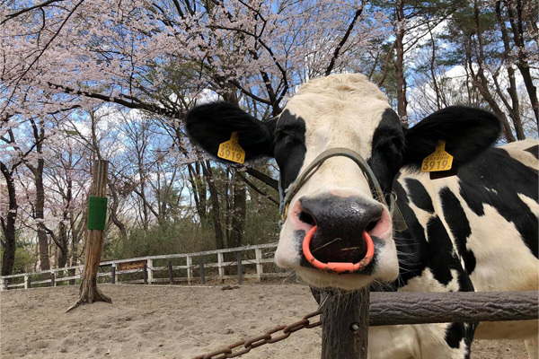 埼玉県こども動物自然公園