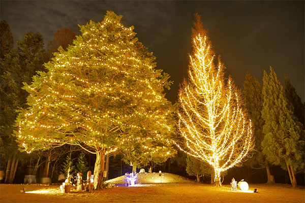 国営武蔵丘陵森林公園　光と森のStory 最終章 スターライトイルミネーション