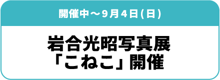 開催中～9月4日(日) 岩合光昭写真展「こねこ」開催