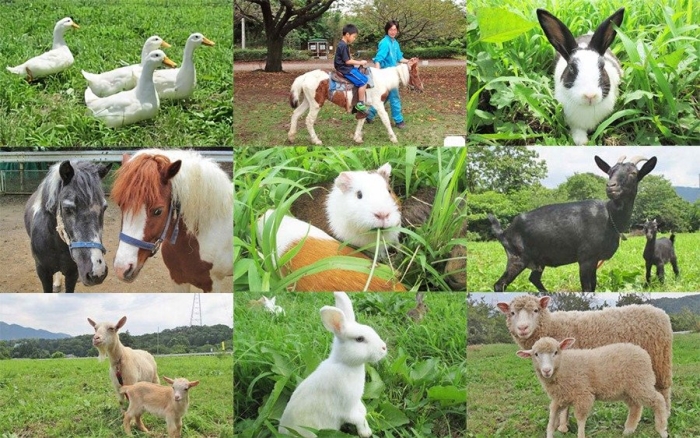 アヒル、モルモット、黒ヤギ、白ヤギ、ヒツジ、ウサギ、ポニーたちの写真