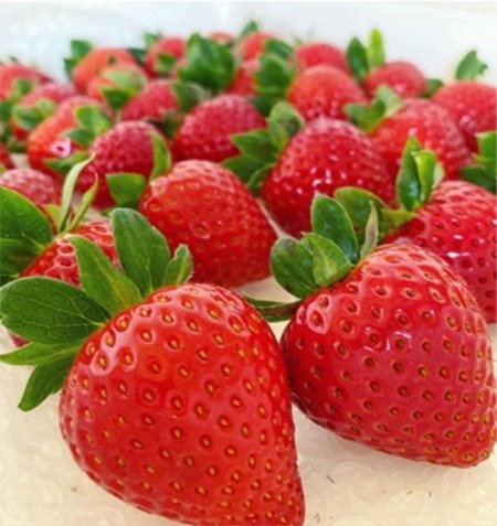 新井ファーム はっぴーいちご園