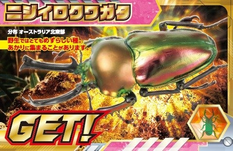 ニジイロクワガタ