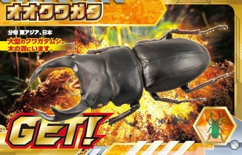 オオクワガタ
