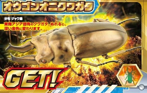 オウゴンオニクワガタ
