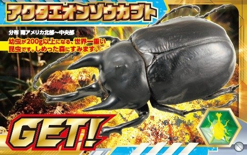 アクタエオンゾウカブト