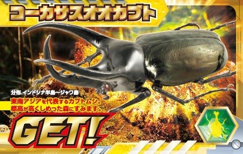 コーカサスオオカブト