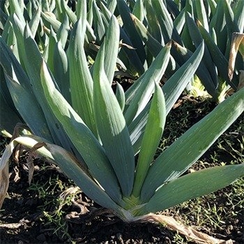 クローバーファーム