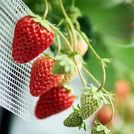 エールショップ