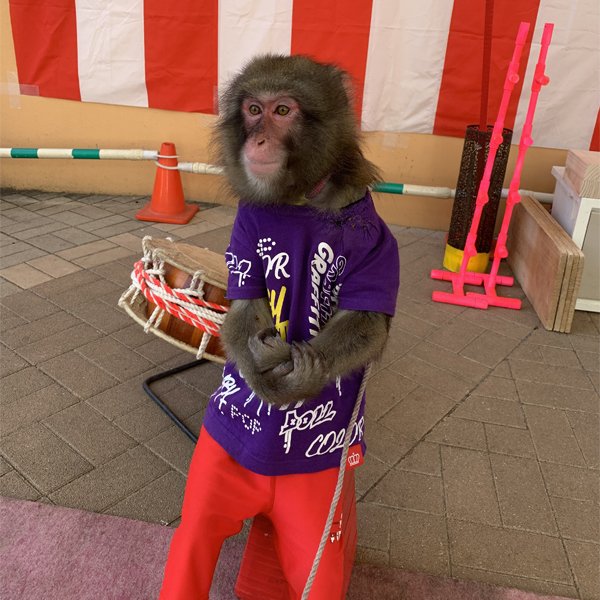 おさるの「京ちゃん」猿まわし