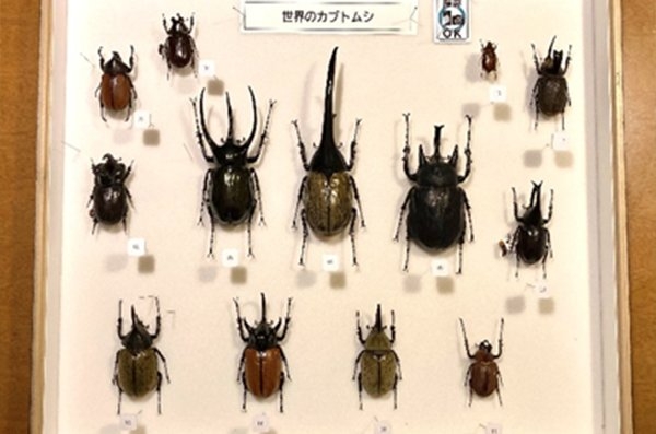 標本展示