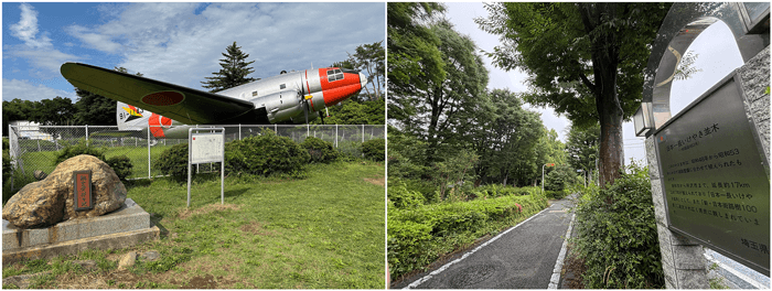 航空発祥公園 日本最長のケヤキ