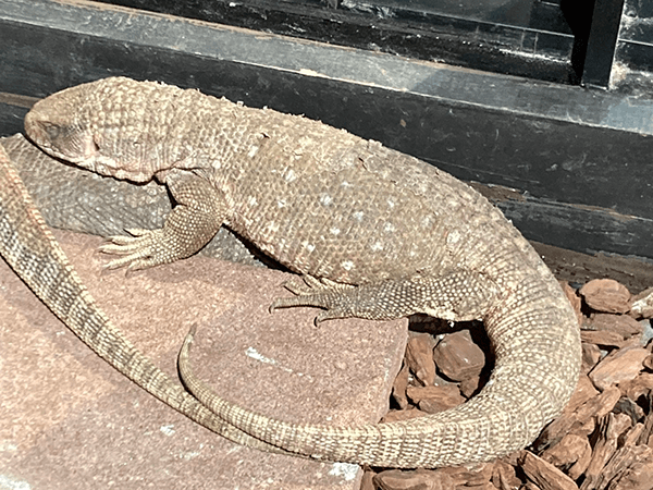 サバンナモニター