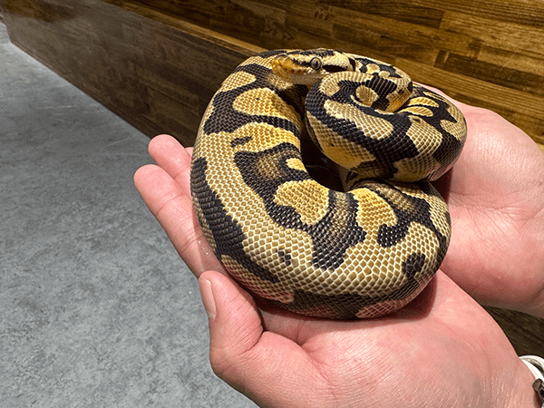 ボールパイソン