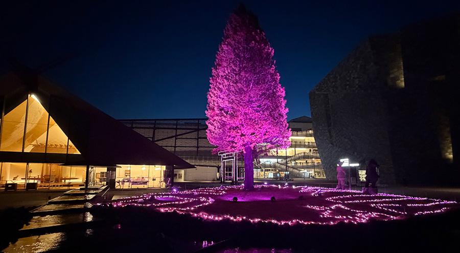 サクライルミネーション