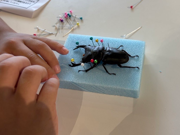特別企画「昆虫標本を作ろう！」