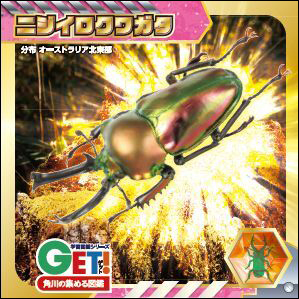ニジイロクワガタ