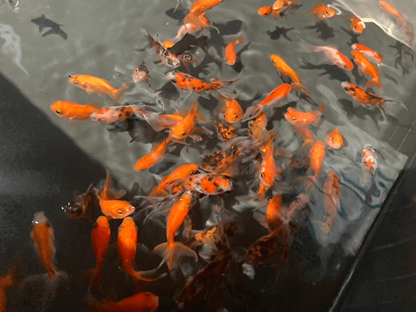 金魚すくい