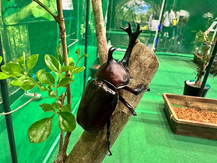 ところざわサクラタウン