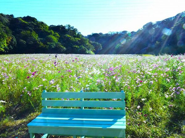 くりはま花の国