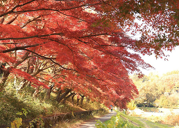 都立武蔵国分寺公園