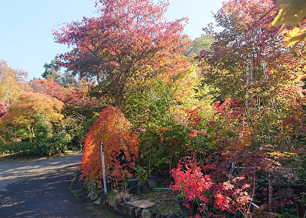 小林もみじ園