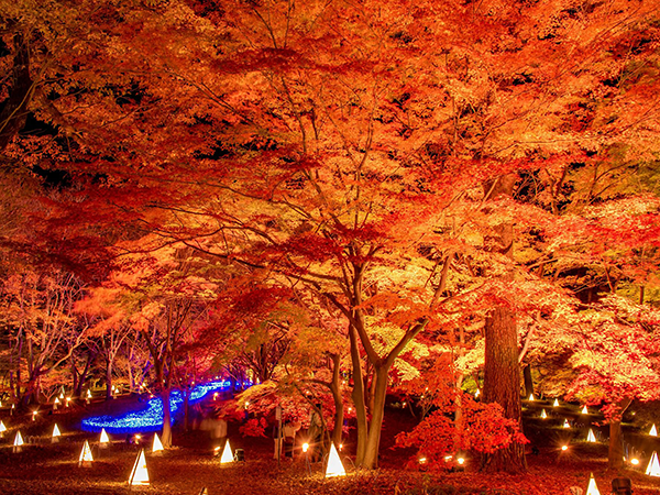 国営武蔵丘陵森林公園の紅葉