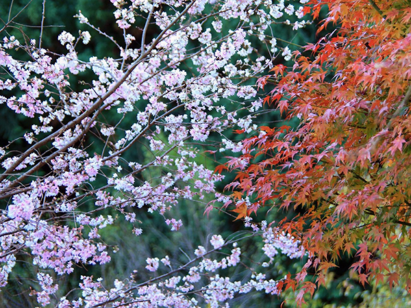 城峯公園の紅葉