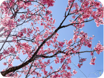 花回廊の桜の木