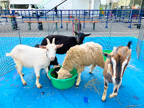 ふれあい動物園