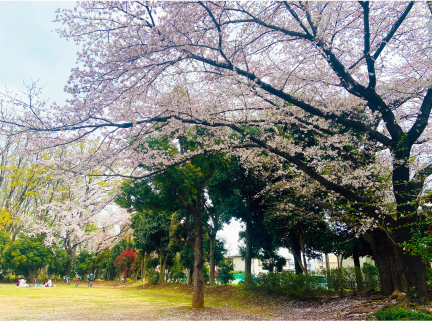 東所沢公園内の桜の木